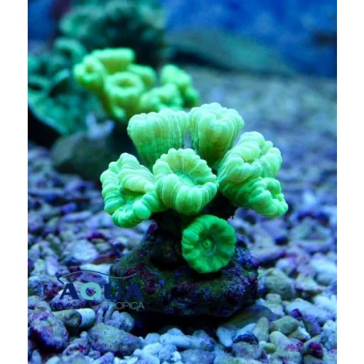 Caulastrea - menta