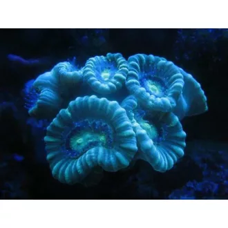 Caulastrea Blue Spruce - kék