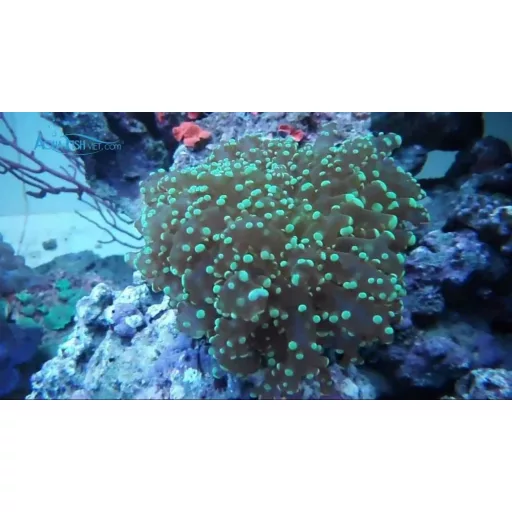 Euphylia divisa - zöld békapetekorall