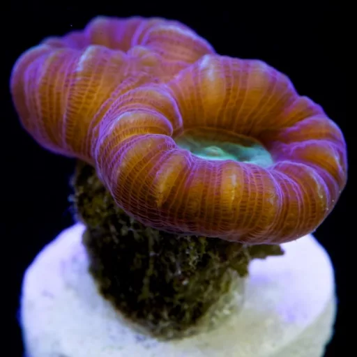 Caulastrea furcata - lollipop