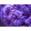 Caulastrea echinulata - pink