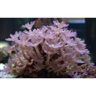 Clavularia