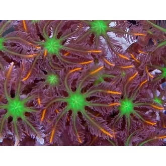 Clavularia papaya