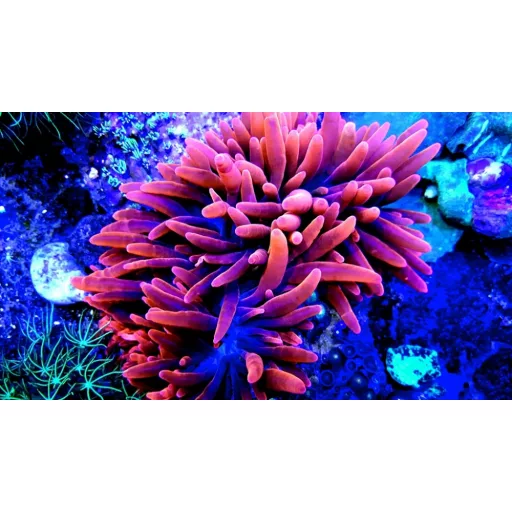 Entacmaea quadricolor - piros