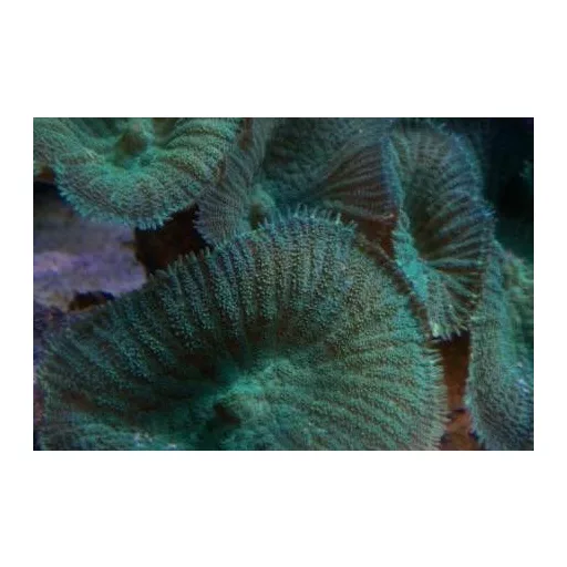 Discosoma malaccensis - zöld