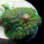 Rhodactis - zöld