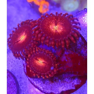Zoanthus - Purple bees