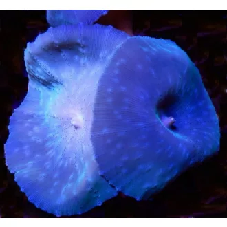 Discosoma Coeruleus