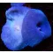 Discosoma Coeruleus