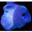 Discosoma Coeruleus