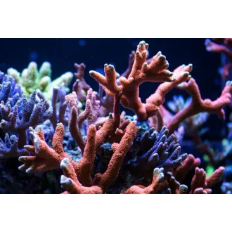  Montipora digitata - Újjas - piros