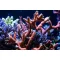  Montipora digitata - Újjas - piros