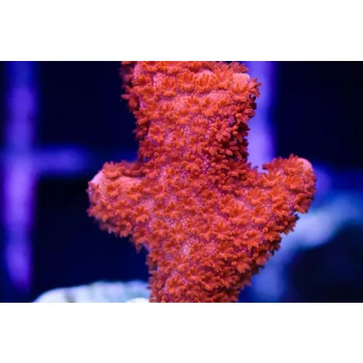  Montipora digitata - Újjas - piros