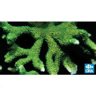  Montipora digitata - Újjas - zöld