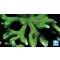  Montipora digitata - Újjas - zöld