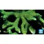  Montipora digitata - Újjas - zöld