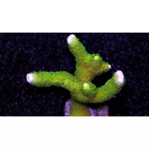  Montipora digitata - Újjas - zöld