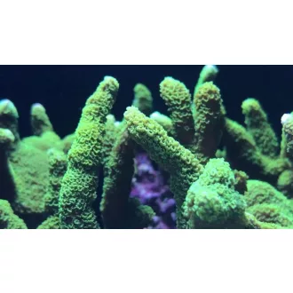Acropora formosa - zöld