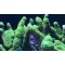 Acropora formosa - zöld