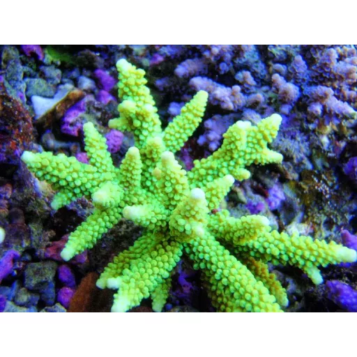 Acropora formosa - zöld