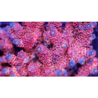 Acropora hyancinthus pink