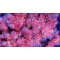 Acropora hyancinthus pink