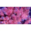 Acropora hyancinthus pink