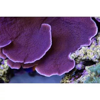 Montipora capricornis - lila
