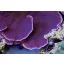 Montipora capricornis - lila