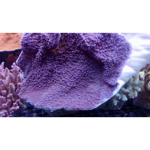 Montipora capricornis - lila