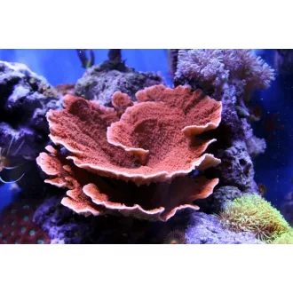 Montipora capricornis - piros