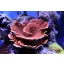 Montipora capricornis - piros