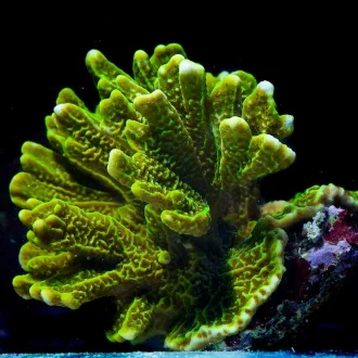 Montipora confusa - zöld