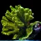 Montipora confusa - zöld