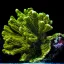 Montipora confusa - zöld