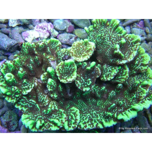 Montipora confusa - zöld
