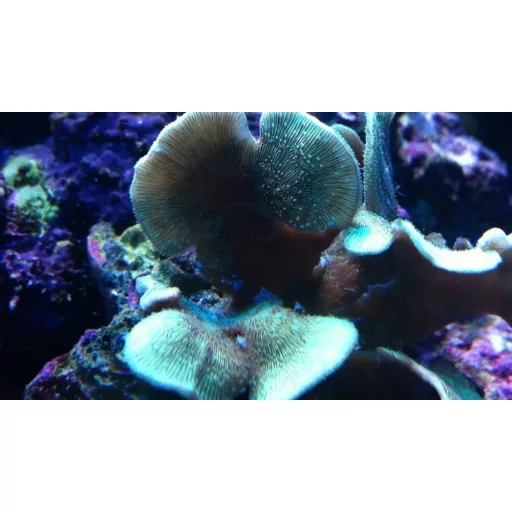 Pavona decussata -  Kaktuszkoral