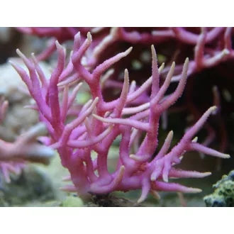 Seriatopora hystrix- Pink