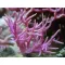 Seriatopora hystrix- Pink
