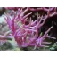 Seriatopora hystrix- Pink