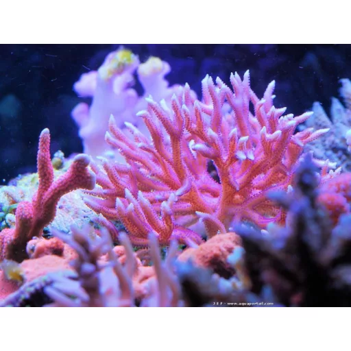 Seriatopora hystrix- Pink
