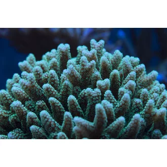 Seriatopora caliendrum - zöld