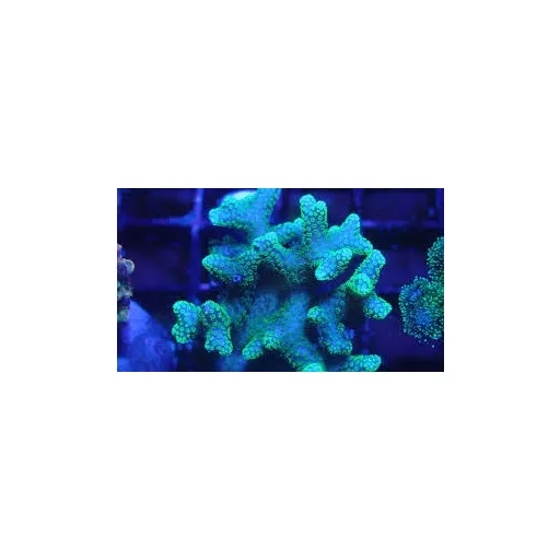 Seriatopora caliendrum - zöld