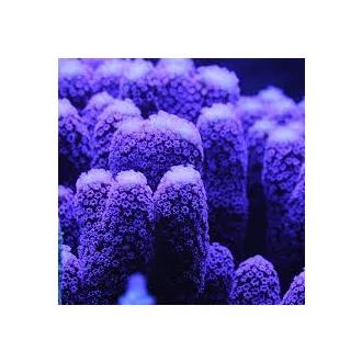 Stylophora pistillata - Milka