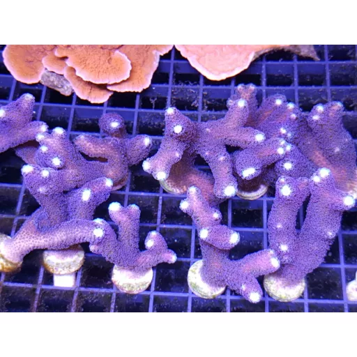 Stylophora pistillata - Milka