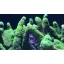 Montipora digitata - zöld