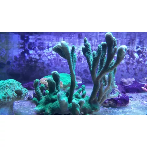 Montipora digitata - zöld
