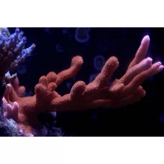 Montipora digitata - piros