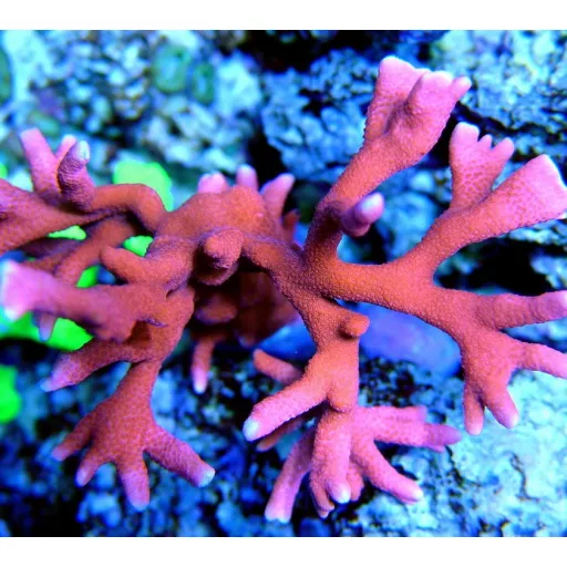 Montipora digitata - piros