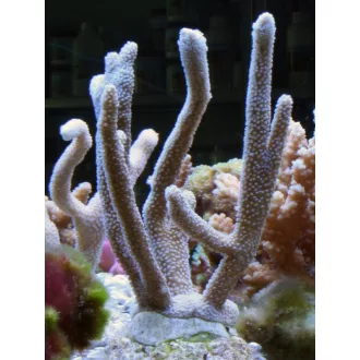 Montipora digitata argento - ezüst